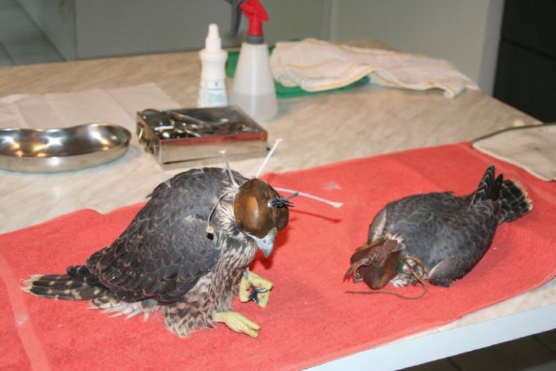 Verunglückter Wanderfalke in der tierärztlichen Praxis Verunglückter Wanderfalke in der tierärztlichen Praxis